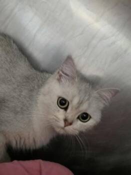 Bunny -  Scottish Fold Cat for Adoption in Fishers, Indiana - Bunny | PetCurious
