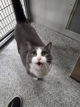 Diablo -  Domestic Short Hair Cat for Adoption in Fruit Heights, Utah - Diablo | PetCurious