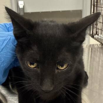 Kato -  Domestic Short Hair Cat for Adoption in Las Cruces, New Mexico - Kato | PetCurious