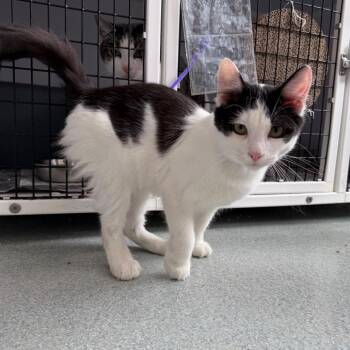 Petunia -  Domestic Short Hair Cat for Adoption in Chicago, Illinois - Petunia | PetCurious