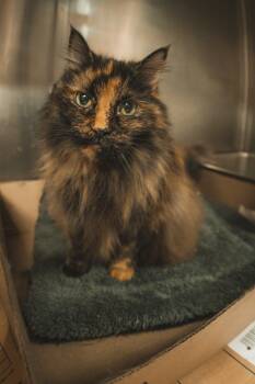 Maine Coon Cats Available for Adoption - Stripey And Squeaky (BONDED) | PetCurious