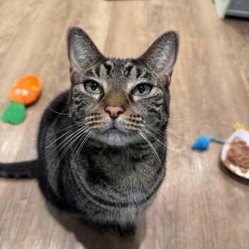 Angel -  Domestic Short Hair Cat for Adoption in Wantagh, New York - Angel | PetCurious