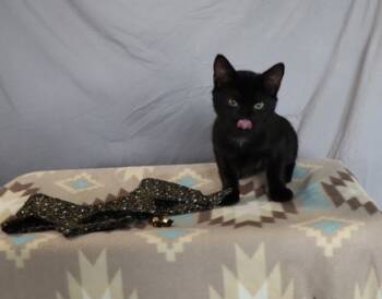 Rescue Domestic Short Hair Cats for Adoption in Cumming, Georgia - Breezy 1137-25 | PetCurious