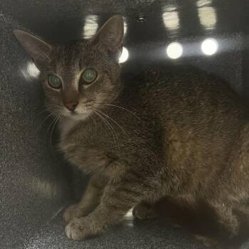 71444 -  Domestic Short Hair Cat for Adoption in Harrisonburg, Virginia - 71444 | PetCurious