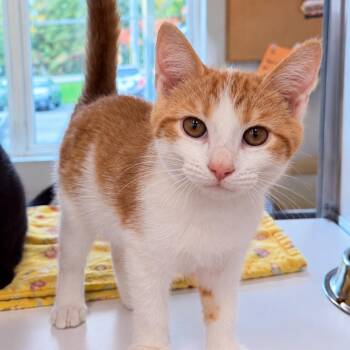 Tupaw -  Domestic Short Hair Cat for Adoption in Amsterdam, New York - Tupaw | PetCurious