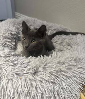 Geraldine CC) -  Russian Blue Cat for Adoption in Napa, California - Geraldine CC) | PetCurious