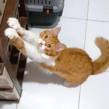 Rescue Turkish Angora and Turkish Van Cats for Adoption in Mississauga, Ontario - Adorable AYLA | PetCurious