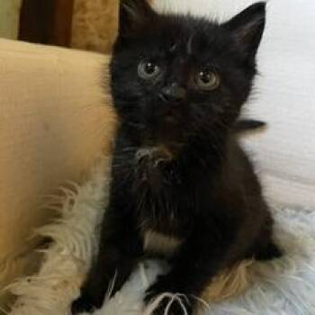 Domestic Short Hair Cats Available for Adoption in Madison, Wisconsin - Josie | PetCurious