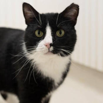 Rescue Domestic Short Hair Cats for Adoption in North Branford, Connecticut - 25-04 Preston | PetCurious