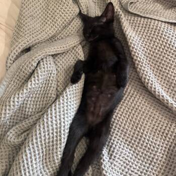 Sheep -  Domestic Short Hair Cat for Adoption in Chicago, Illinois - Sheep | PetCurious