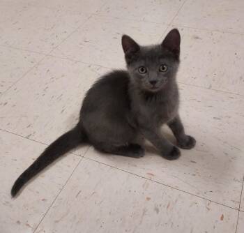 Roy -  Russian Blue Cat for Adoption in Bardstown, Kentucky - Roy | PetCurious