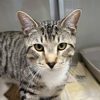 Domestic Short Hair Cats Available for Adoption - Edgar Allen Poe | PetCurious