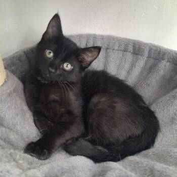 Bubbles -  Domestic Medium Hair Cat for Adoption in Murray, Utah - Bubbles | PetCurious