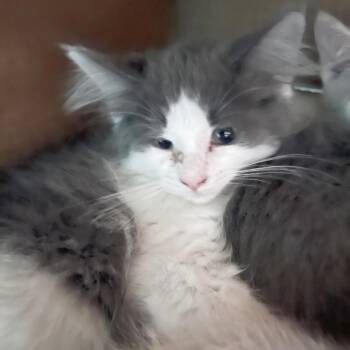 Dahlia -  Domestic Long Hair Cat for Adoption in Owosso, Michigan - Dahlia | PetCurious