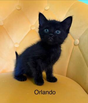 Domestic Short Hair Cats Available for Adoption in Johnson City, Tennessee - Orlando | PetCurious