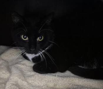 Domestic Short Hair Cats Available for Adoption in Vaughan, Ontario - JASPER | PetCurious