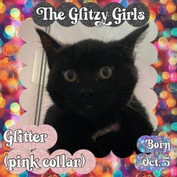 Bombay Cats Available for Adoption - GLITTER | PetCurious