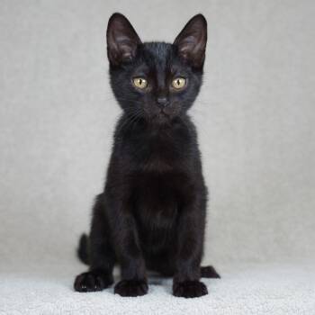 Toulouse -  Domestic Short Hair Cat for Adoption in Redwood City, California - Toulouse | PetCurious