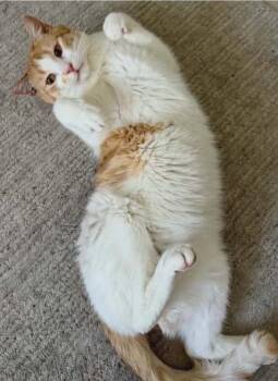 Gregory Purrington III -  Domestic Short Hair Cat for Adoption in Calgary, Alberta - Gregory Purrington III | PetCurious
