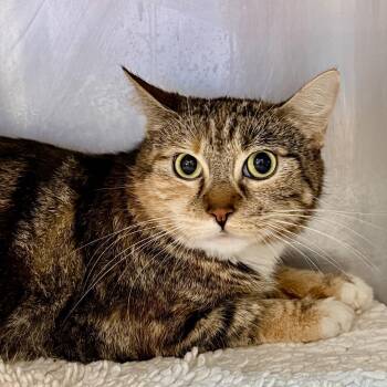 Domestic Short Hair Cats Available for Adoption - Squeak | PetCurious