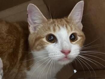 Domestic Short Hair Cats Available for Adoption in West Chester, Pennsylvania - Cinnamon Twist | PetCurious