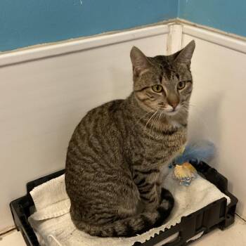 Leopold -  Domestic Short Hair Cat for Adoption in Monroe, Louisiana - Leopold | PetCurious