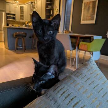 Nicor -  Domestic Short Hair Cat for Adoption in La Grange, Kentucky - Nicor | PetCurious