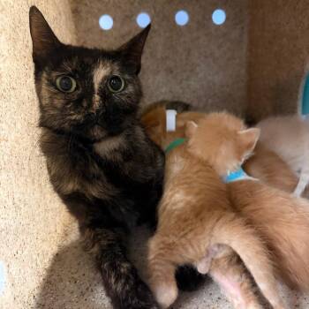Emmy -  Domestic Short Hair Cat for Adoption in Houston, Texas - Emmy | PetCurious