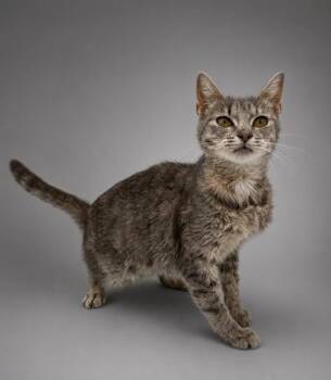 Primrose -  Domestic Short Hair Cat for Adoption in Bowling Green, Kentucky - Primrose | PetCurious