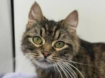 Domestic Medium Hair Cats Available for Adoption in Portland, Oregon - Laura | PetCurious