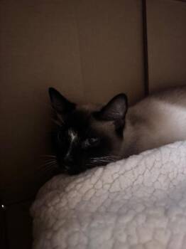 Subweena -  Siamese Cat for Adoption in Bloomington, Indiana - Subweena | PetCurious