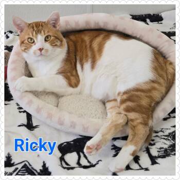 Rescue Domestic Short Hair Cats for Adoption in North Saint Paul, Minnesota - Ricky | PetCurious