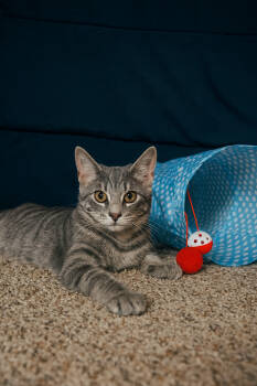 Rescue Domestic Short Hair Cats for Adoption in Carrollton, Virginia - Chaos | PetCurious