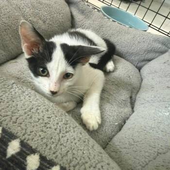 Mauron -  Domestic Short Hair Cat for Adoption in Port Aransas, Texas - Mauron | PetCurious