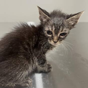 Thomas -  Domestic Short Hair Cat for Adoption in Richmond Hill, Georgia - Thomas | PetCurious