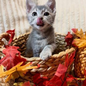 Smoky -  Domestic Short Hair Cat for Adoption in Goshen, Indiana - Smoky | PetCurious