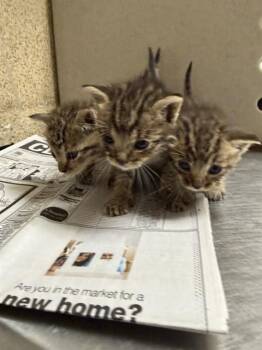 MARSHA -  Domestic Short Hair Cat for Adoption in Riverside, California - MARSHA | PetCurious