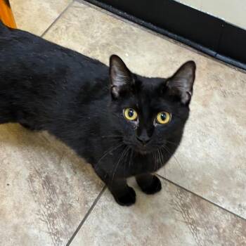 Benny -  Domestic Short Hair Cat for Adoption in Tulsa, Oklahoma - Benny | PetCurious