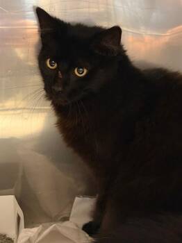 Domestic Short Hair Cats Available for Adoption - SKAR | PetCurious