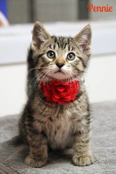 Domestic Short Hair Cats Available for Adoption in Vinton, Iowa - Pennie  | PetCurious