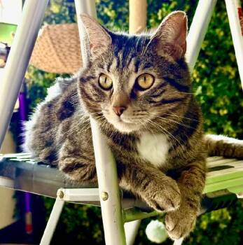 Domestic Short Hair Cats Available for Adoption - Mitch (Mittens) | PetCurious