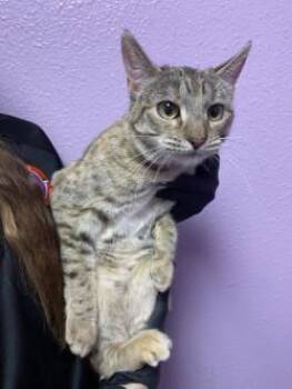 Domestic Short Hair Cats Available for Adoption - 60246567 | PetCurious