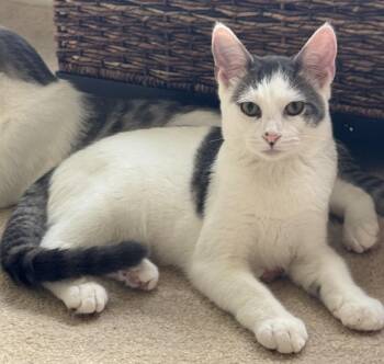 Twix -  Domestic Short Hair Cat for Adoption in Lenexa, Kansas - Twix | PetCurious