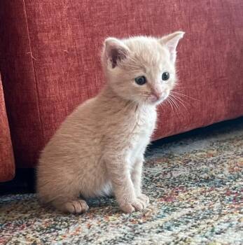 Domestic Short Hair Cats Available for Adoption in Terrell, Texas - Peri | PetCurious
