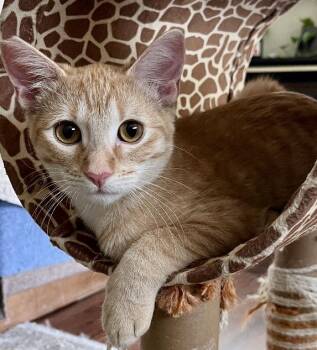 Duncan -  Domestic Short Hair Cat for Adoption in Lafayette, Louisiana - Duncan | PetCurious