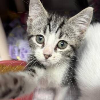 Rescue Domestic Short Hair Cats for Adoption in North Myrtle Beach, South Carolina - Halo | PetCurious