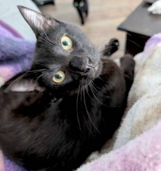 Domestic Short Hair Cats Available for Adoption in Vaughan, Ontario - Horton (bonded With Holiday) | PetCurious