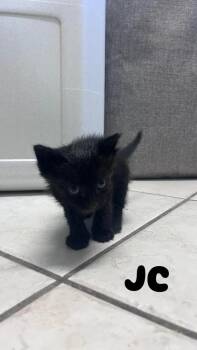 Domestic Short Hair Cats Available for Adoption in Ruskin, Florida - JC | PetCurious