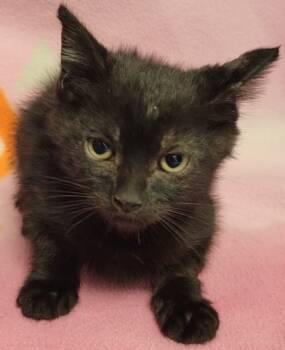 Rescue Domestic Short Hair Cats for Adoption in Eugene, Oregon - Strudel | PetCurious