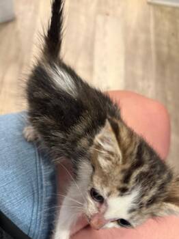 Brewster -  Domestic Medium Hair Cat for Adoption in Syracuse, Indiana - Brewster | PetCurious